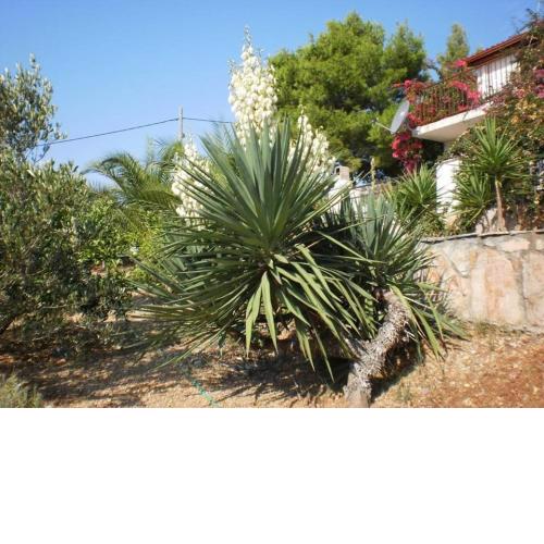 Apartment in Zavala with sea view, terrace, air conditioning, WiFi (3576-1)