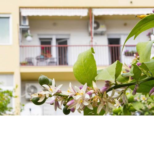 Apartments Marli